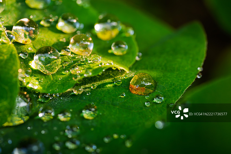 叶子上的雨滴特写图片素材