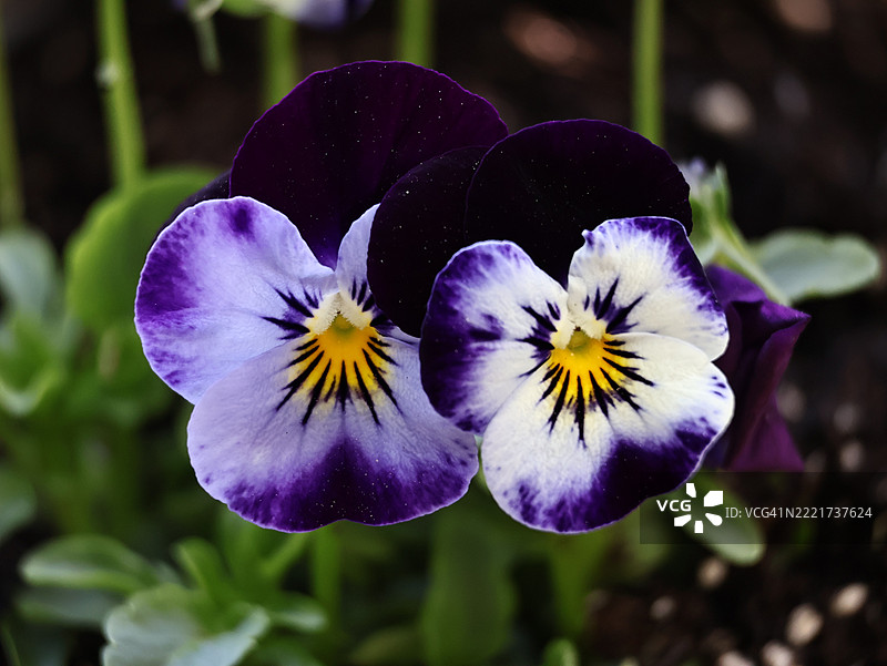 紫色花朵特写，拉皮德城，南达科他州，美国图片素材