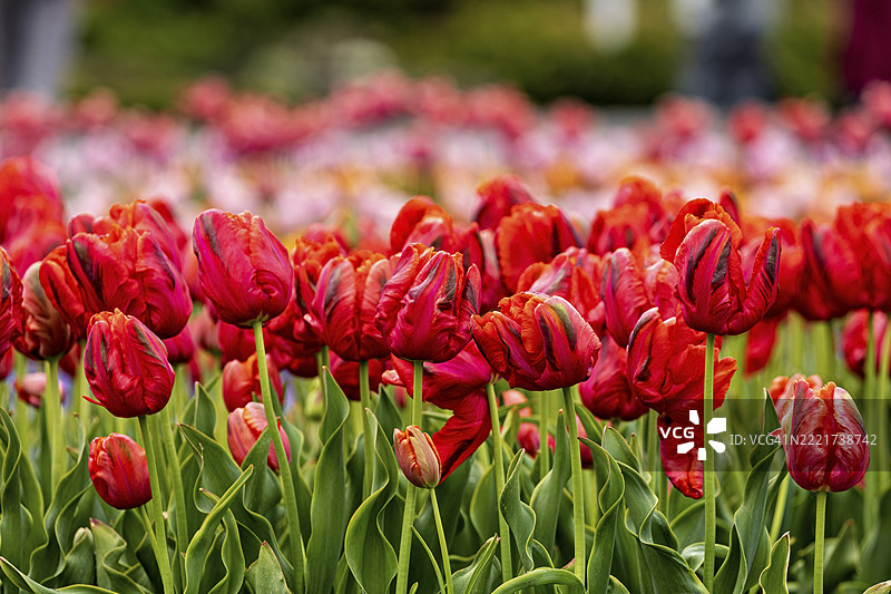 春天盛开的红色郁金香在五彩缤纷的花田中，盛开的郁金香（Tulipa）在春天。图片素材