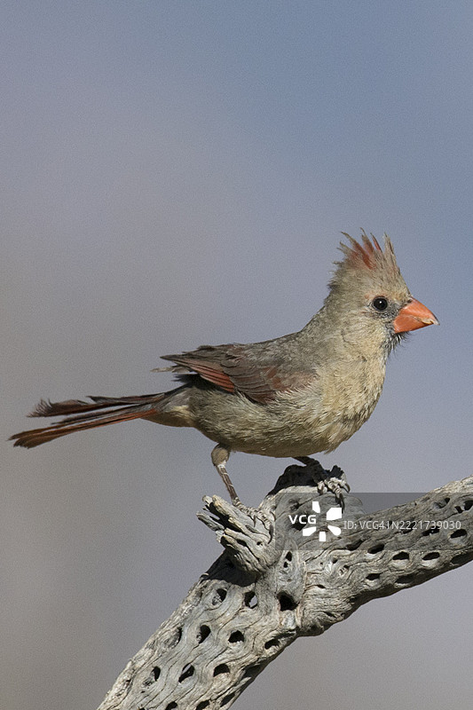 雌性红头雀栖息在枝头图片素材