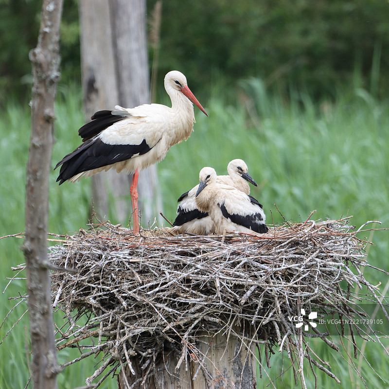 法国鸟巢中的鸟类特写图片素材