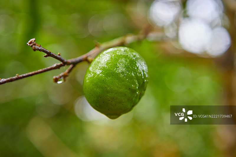 树上的青柠特写图片素材