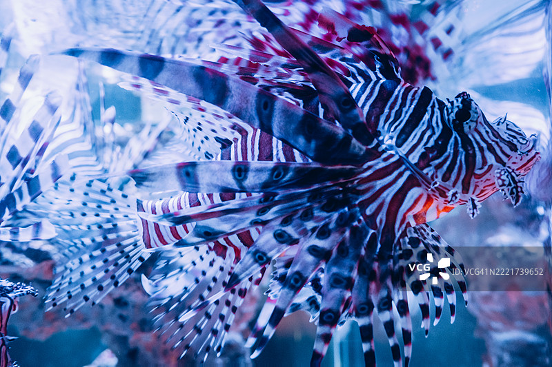 狮子鱼的特写展示了其细致的条纹鳍和纹理，置于玻璃水族箱内。柔和的灯光突显了它的形态。图片素材