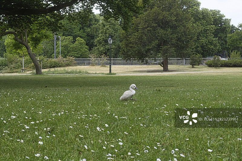 白天鹅（Cygnus）幼鸟，在市政公园，哑天鹅，北莱茵-威斯特法伦，德国，欧洲图片素材