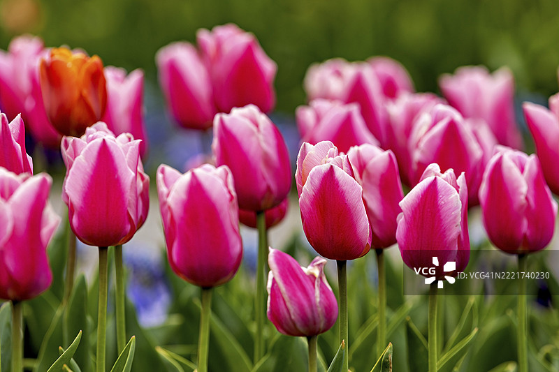 和谐春天草地上的精致粉色郁金香，春天盛开的郁金香（Tulipa）图片素材