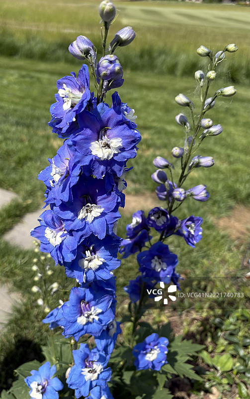 蓝色开花的飞燕草植物在草地上，印第安纳州诺布尔斯维尔，美国图片素材