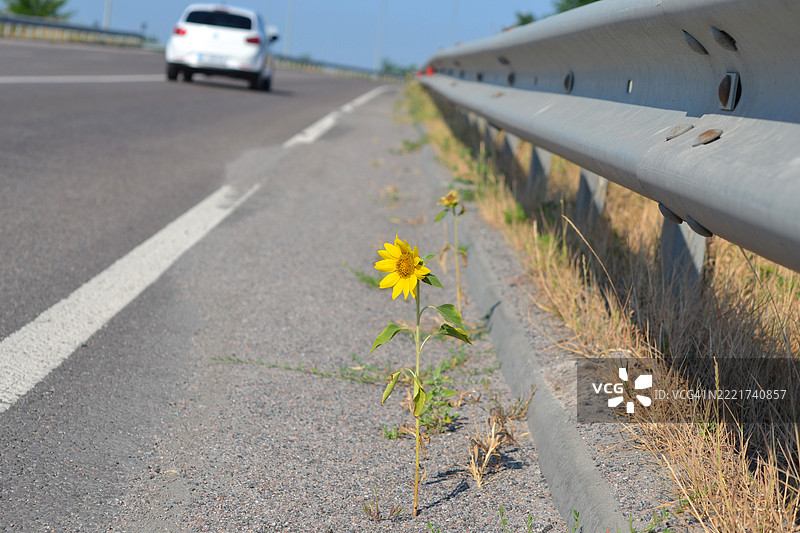 阳光明媚的日子里，路边盛开的向日葵图片素材