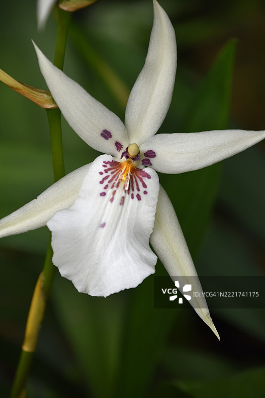 盛开的美丽白色兰花，华盛顿，哥伦比亚特区，美国图片素材