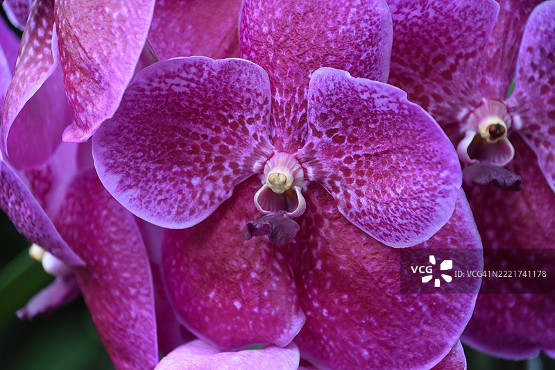 近距离观察斑点粉色兰花，华盛顿特区，美国图片素材