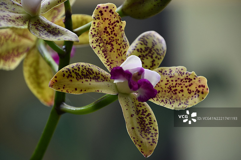 眼镜黄粉兰花盛开，华盛顿，哥伦比亚特区，美国图片素材