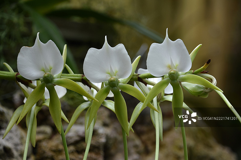 三朵盛开的白色和绿色兰花，华盛顿，哥伦比亚特区，美国图片素材