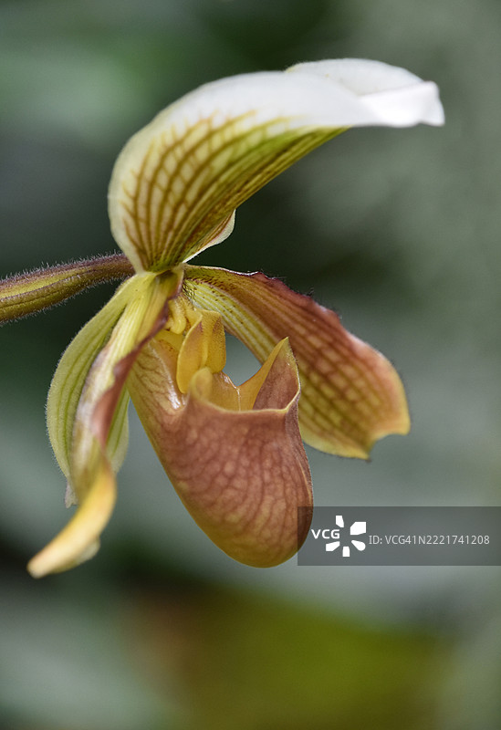 华盛顿特区，美国，黄色和粉色兰花的美丽捕捉图片素材