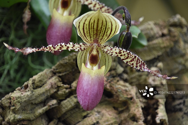 华盛顿特区的斑点和眼镜稀有兰花盛开图片素材