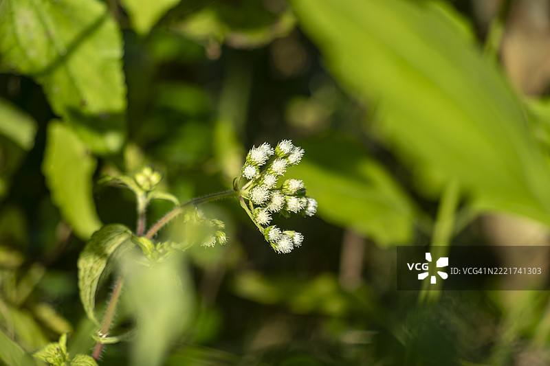 山羊草，山羊杂草，热带白花草（Ageratum conyzoides）是一种直立的植物图片素材
