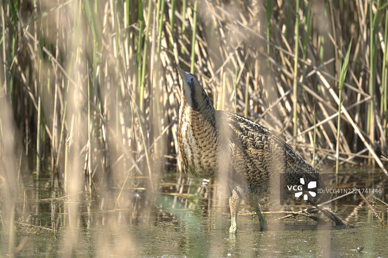 水中的年轻鳄鱼，英国，英国图片素材