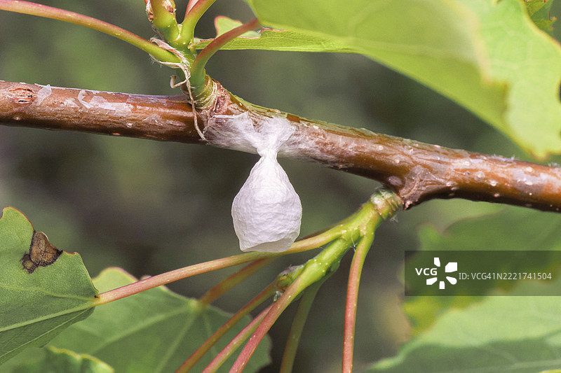 仙女灯蜘蛛（Agroeca），卵囊附着在树枝上，黑森林国家公园，巴登-符腾堡州，德国，欧洲图片素材