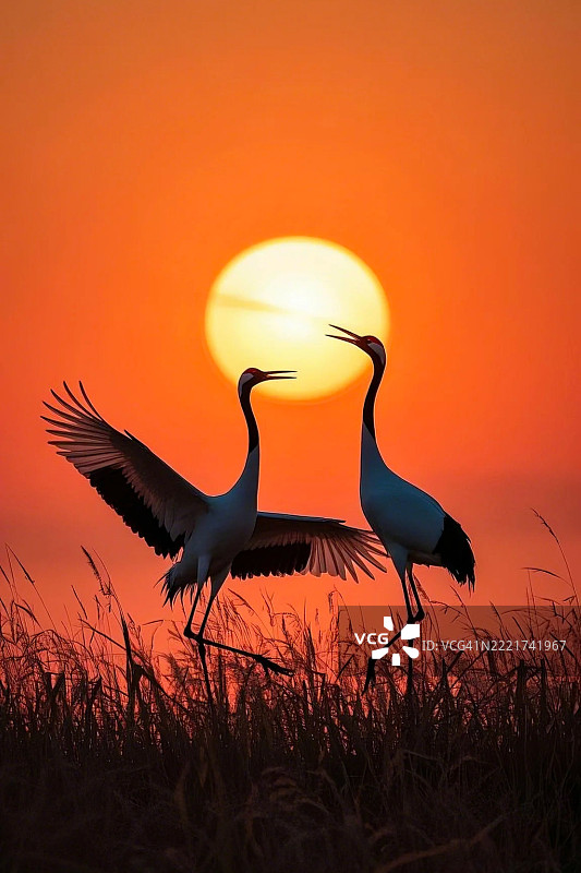 鸟类剪影栖息在田野上，背景是橙色的天空图片素材