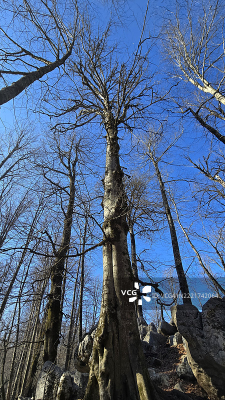 树木与天空的壮丽景色图片素材