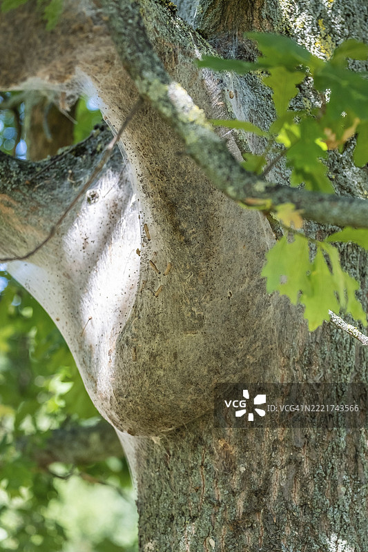 使用热水去除橡树毛虫图片素材