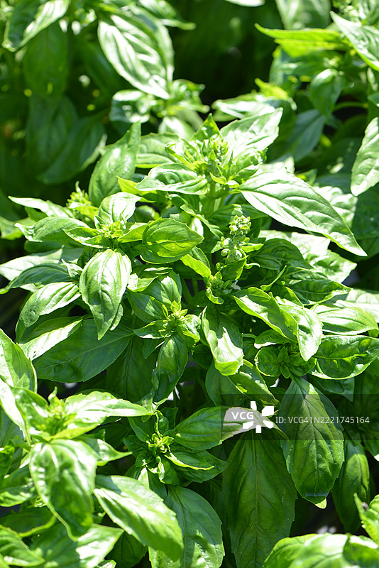 罗勒植物图片素材