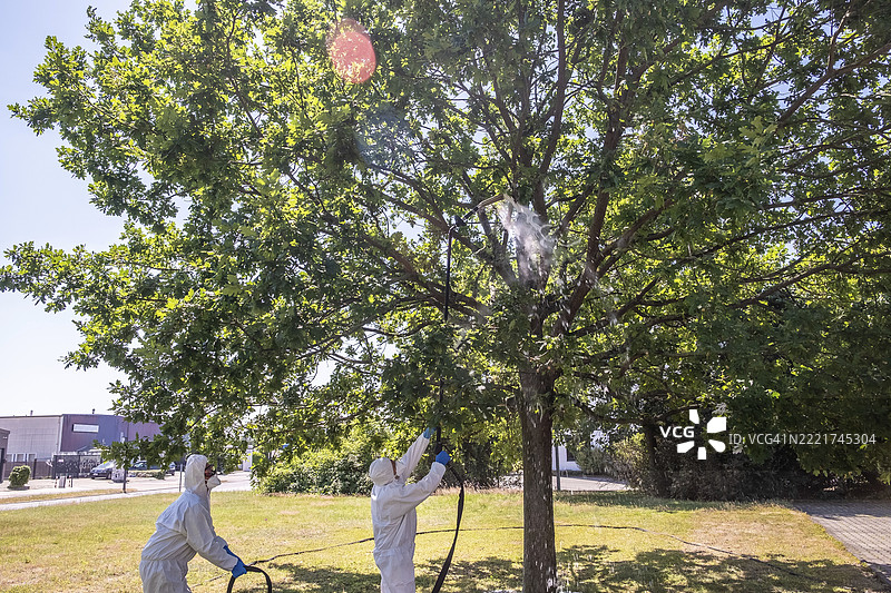 害虫控制人员清理橡树树冠中的橡树行军虫图片素材