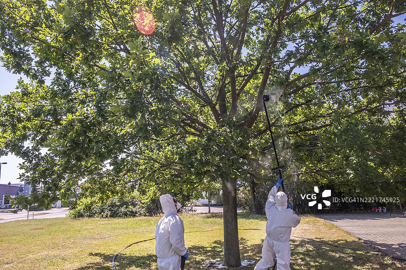 害虫控制人员清理橡树树冠中的橡树行军虫图片素材