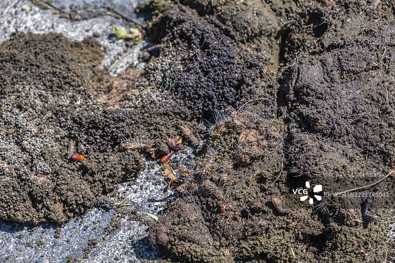 去除后用沸水处理的橡树毛虫的巢和刺毛图片素材