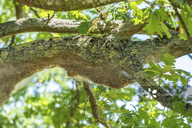 使用热水去除橡树毛虫图片素材