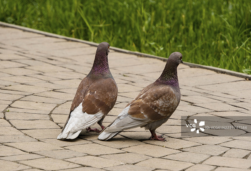 一对棕色岩鸽（Columba livia）坐在路上图片素材
