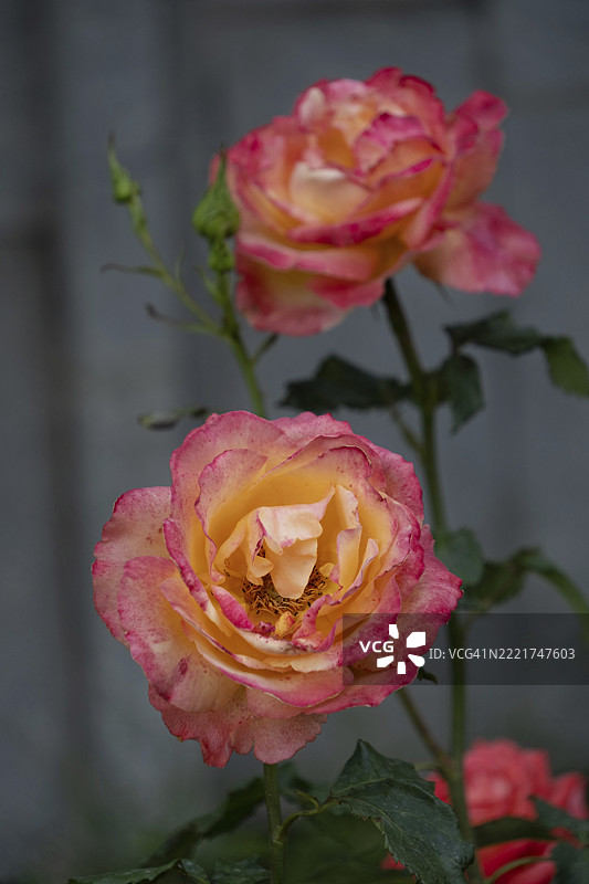 玫瑰（灌木玫瑰），曼巴品种，生长在灌木丛中图片素材