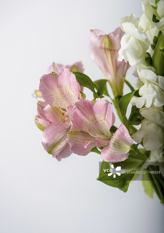白色背景上的粉色百合花图片素材