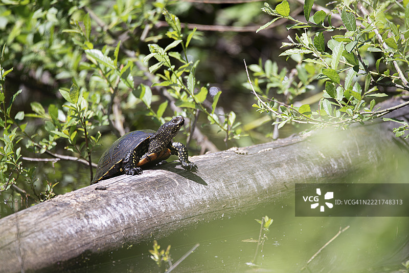 欧洲池龟（Emys orbicularis），在德国巴登-符腾堡的沼泽水中，趴在死木上晒太阳。图片素材