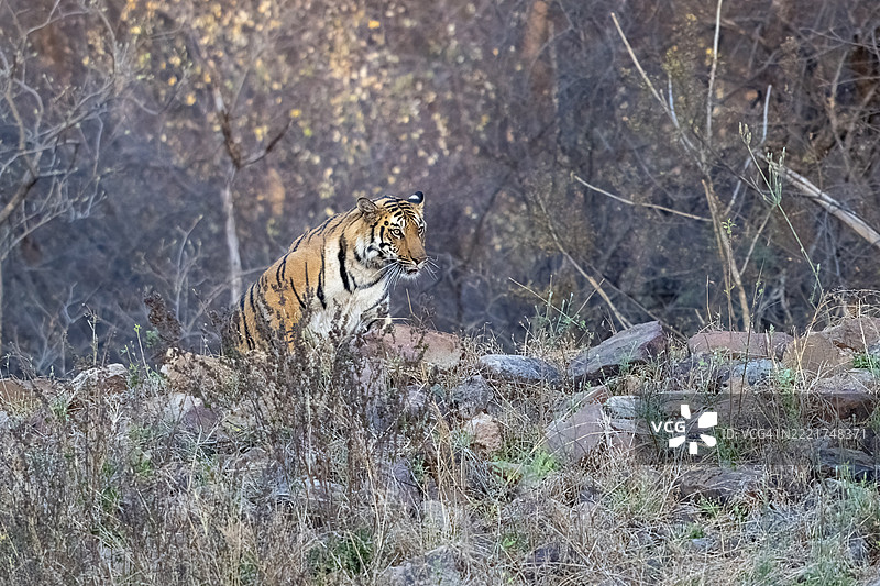 老虎（美洲虎，Panthera tigris），孟加拉虎或印度虎，大型猫科动物（Pantherinae），食肉动物（Carnivora），极度濒危，萨图拉国家公园，虎保护区，中央邦，帕赫马里生物圈保护区，印度，亚洲图片素材