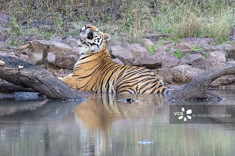 老虎(美洲虎属),孟加拉虎或印度虎,大型猫科动物(豹亚科),食肉动物(食肉目),极度濒危,水中,反射,露出牙齿,萨图拉国家公园,虎保护区,中央邦,帕奇马尔希生物圈保护区,印度,亚洲图片素材