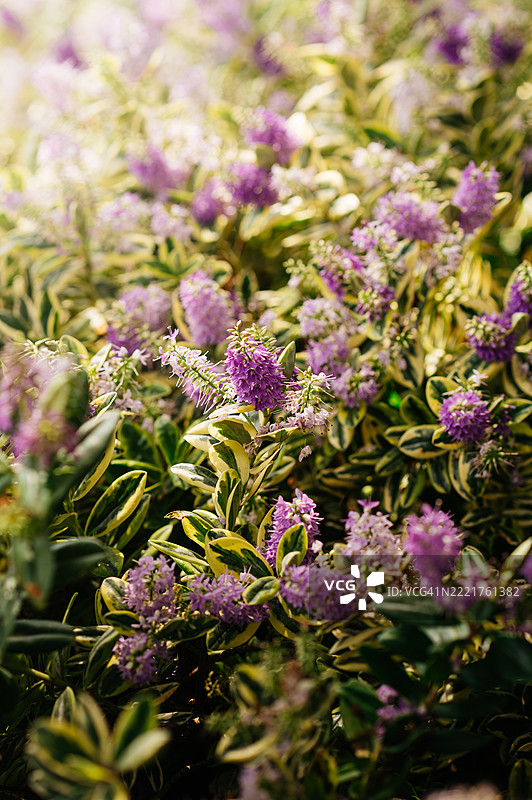 Hebe andersonii 'Variegata'图片素材