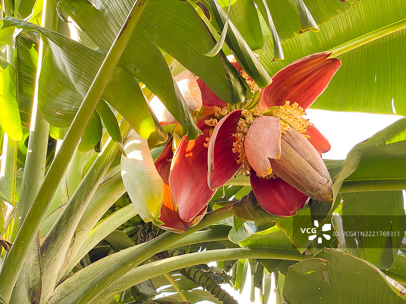 自然中盛开的香蕉花特写图片素材