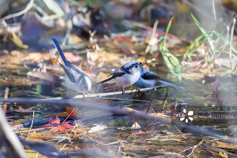 一群可爱的长尾山雀(Aegithalos caudatus,山雀科)和日本白眼(Zosterops japonica,目白科)在拍打翅膀飞出,正在溪流中洗澡。图片素材