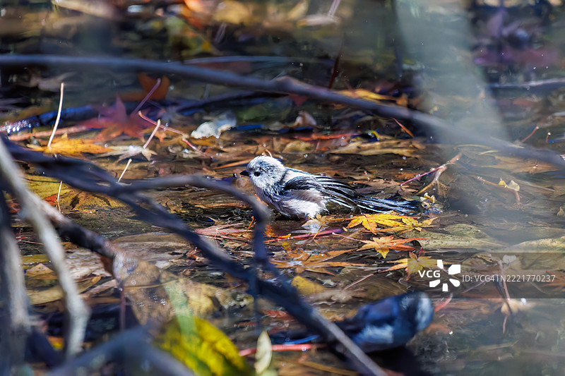 一群可爱的长尾山雀(Aegithalos caudatus,山雀科)和日本白眼(Zosterops Japonica,目睭科)在拍打翅膀飞出,正在溪流中洗澡。图片素材