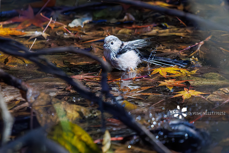 一群可爱的长尾山雀(Aegithalos caudatus,山雀科)和日本白眼(Zosterops Japonica,目睭科)在拍打翅膀飞出,正在溪流中洗澡。图片素材