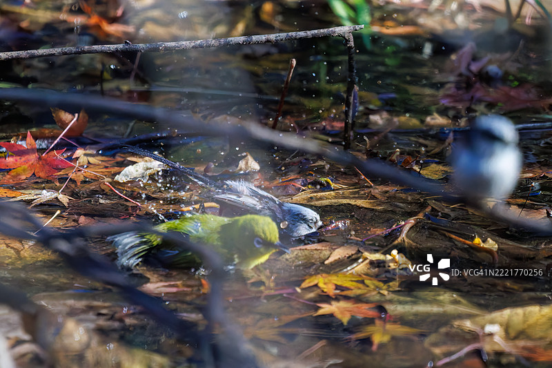一群可爱的长尾山雀(Aegithalos caudatus,山雀科)和日本白眼(Zosterops Japonica,目睭科)在拍打翅膀飞出,正在溪流中洗澡。图片素材