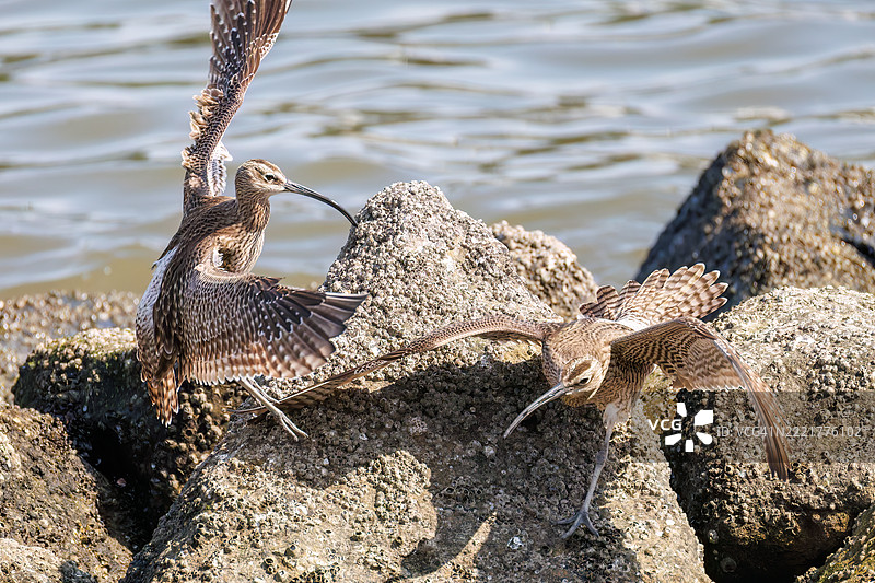 斑头鸻，学名：Numenius phaeopus。它们正在与同类争斗，拍打着翅膀飞出去。图片素材