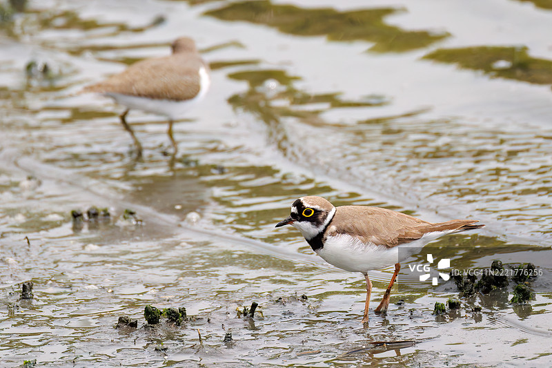 美丽的小环颈鸻(Charadrius dubius)。美丽的普通沙鸥(Actitis hypoleucos,属于鹬科)正在拍打翅膀飞出。它们正在打斗。图片素材