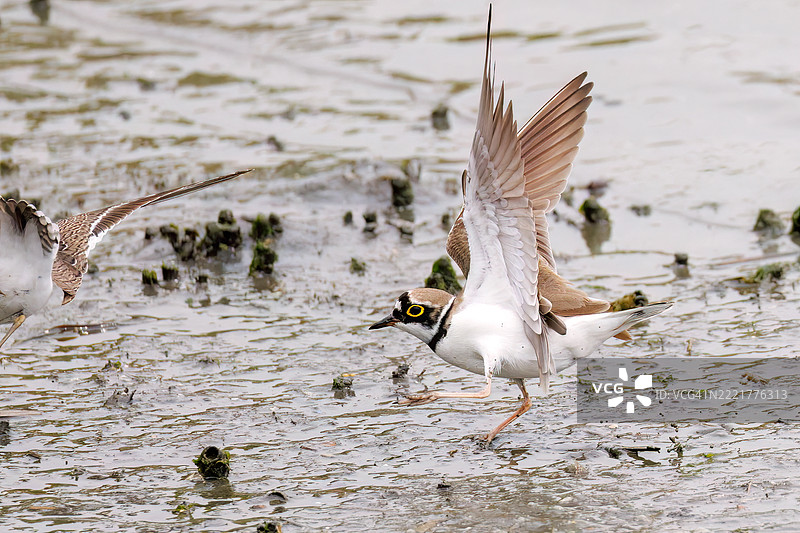 美丽的小环颈鸻(Charadrius dubius)。美丽的普通沙鸥(Actitis hypoleucos,属于鹬科)正在拍打翅膀飞出。它们正在打斗。图片素材