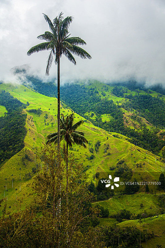 蜡棕榈（Ceroxylon quindiuense）。风景。科科拉谷，昆迪奥，哥伦比亚。图片素材