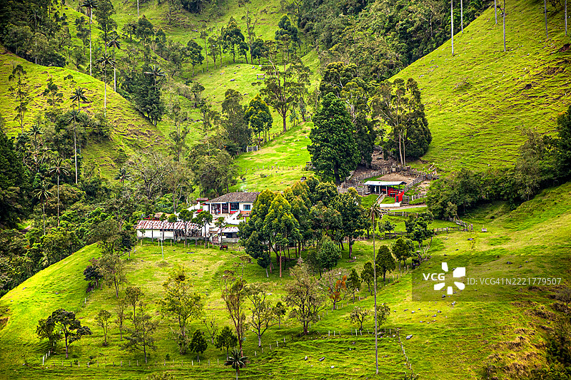 乡村住宿和小屋。蜡棕榈（Ceroxylon quindiuense）。风景。科科拉谷，昆迪奥，哥伦比亚。图片素材