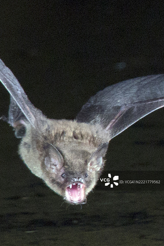 长耳蝙蝠张嘴飞行，露出牙齿图片素材