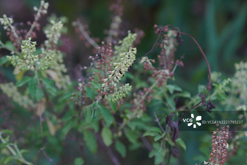 泰国圣罗勒（Ocimum tenuiflorum sanctum）或称为Tulsi kaphrao，直立生长，绿叶蔬菜，花朵在自然背景的花园中盛开。图片素材