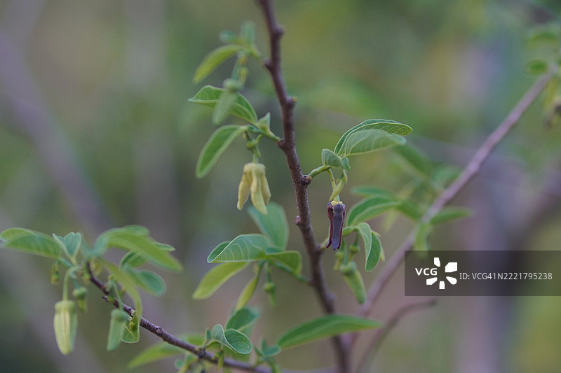 花果奶油苹果树，糖苹果，甜苹果，或称为安农，安农果（Annona squamosa）植物，属于安农科（Annonaceae），开有绿色黄色的花，厚实的花瓣有三片，在模糊的自然背景中盛开，甜美的食物。图片素材