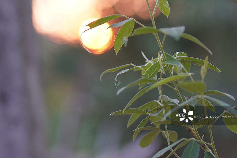 绿色树叶的树图片素材