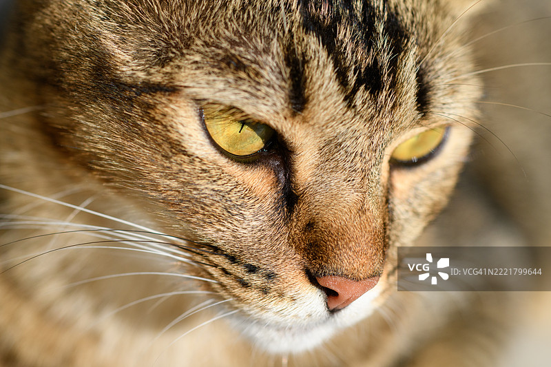 猫脸特写，表情凶猛图片素材